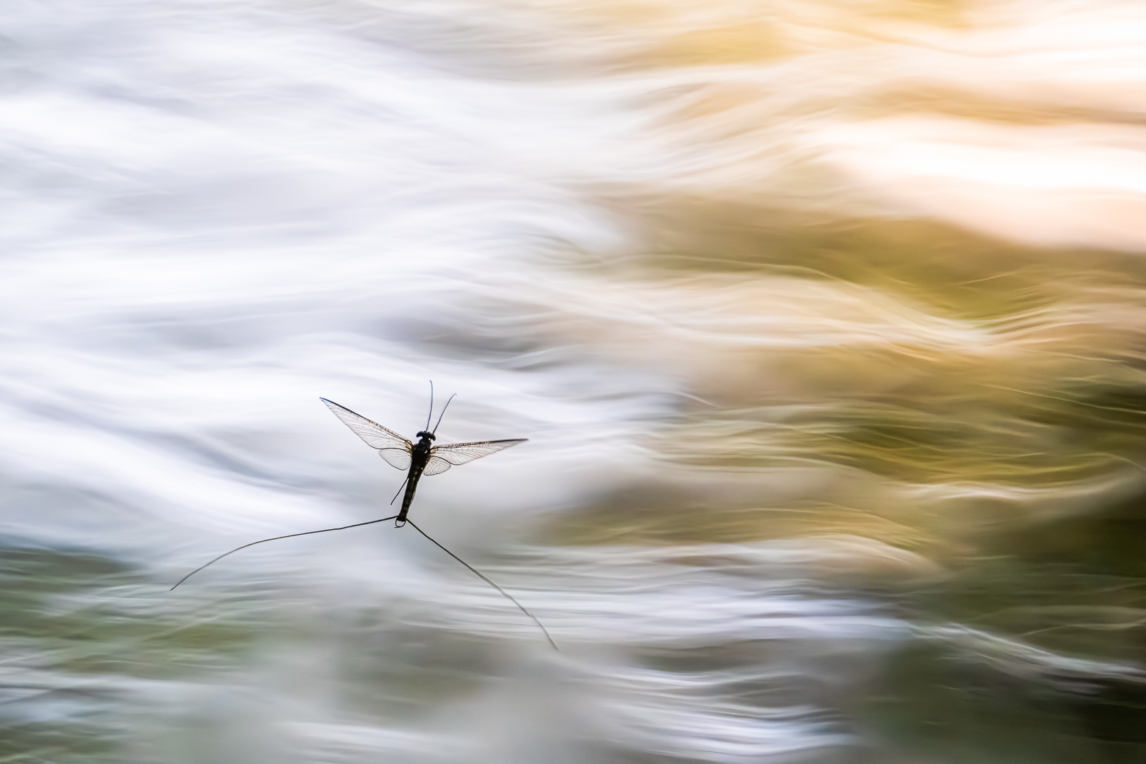 Ferenc Kocsis (Hungary) Silky waves